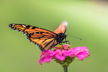 Fototapeta premium Monarch Butterfly, Danaus plexippuson, on pink zinnia flower, selective focus