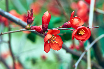 Spring flowers in the park