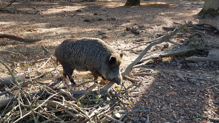 Wisentgehege Springe (Germany)