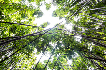 Dense bamboo forest at the Pipiwai trail