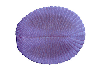 Dickinsonia, extinct creature of the Ediacaran era, one of the first animals (3d science illustration isolated on white background)