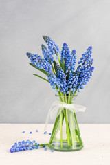 Grape hyacinths flowers