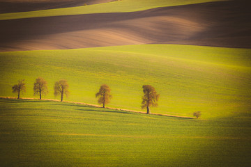Fototapeta na wymiar Wavy autumn fields in Moravian Tuscany, Czech Republic