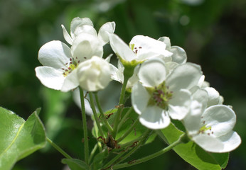 Fototapeta na wymiar Spring cherry blossom in the garden. Gardening and farm trees. white flowers Stock background, photo