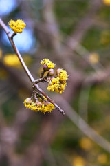 Flowers in spring