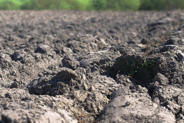 Landscape with agricultural land, in slope, recently plowed and prepared for the crop, with a plantation. summer field. Stock background, photo
