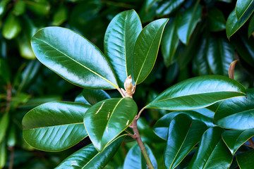Flowers in spring