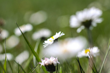 Beautiful white daisies on a spring meadow. Macro seed in summer. Nature with her fries stock background, photo
