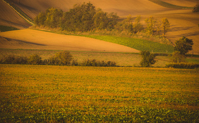 Wavy  autumn fields in Moravian Tuscany, Czech Republic