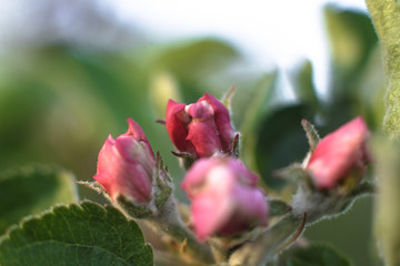 Spring flowering of apple and pear trees in the garden. Gardening and farm trees. white and pink flowers Stock background, photo