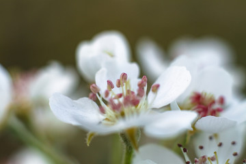 Spring cherry blossom in the garden. Gardening and farm trees. white flowers Stock background, photo
