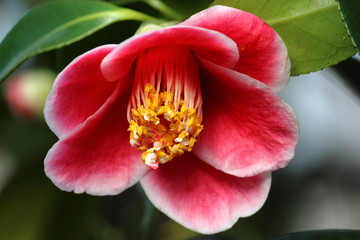 Rosa Kamelien