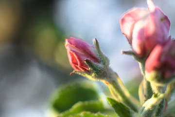Spring flowering of apple and pear trees in the garden. Gardening and farm trees. white and pink flowers Stock background, photo