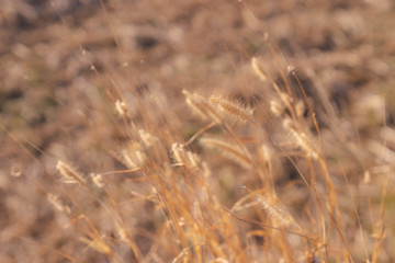 blurred golden dry grass flower meadow for background