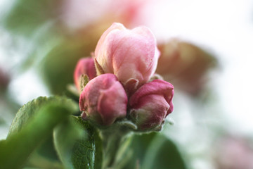 Spring flowering of apple and pear trees in the garden. Gardening and farm trees. white and pink flowers Stock background, photo