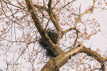 bird nest in an elm tree in the spring
