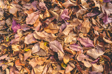 pile of fallen autumn dried leaves texture for background