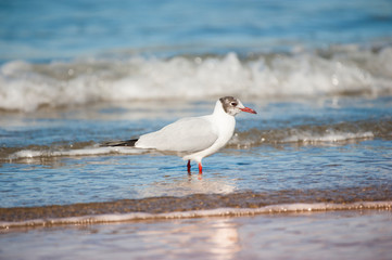 Gabbiano in riva al mare