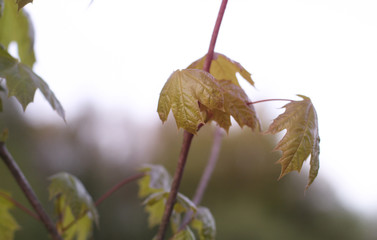Beautiful April sprout of a tree. Green leaf in the spring. Nature background for design
