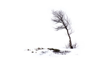 Birch standing alone in the snow a cloudy winterday