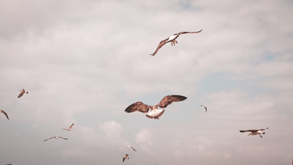 Seagull in the ocean