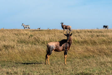 African topis fighting in the plains of africa inside Masai Mara National park during a wildlife safari