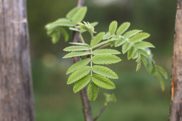 Beautiful April sprout of a tree. Green leaf in the spring. Nature background for design
