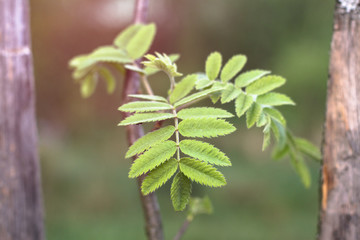 Beautiful April sprout of a tree. Green leaf in the spring. Nature background for design