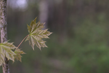 Beautiful April sprout of a tree. Green leaf in the spring. Nature background for design