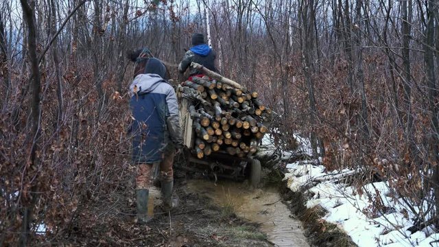 Lumberjacks drive horse cart full trees by muddy forest path - (4K)