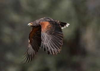 Harris's Hawk (Parabuteo unicinctus) in Flight