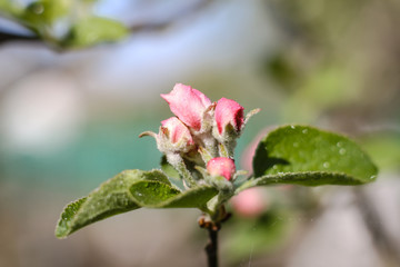 Spring flowering of apple and pear trees in the garden. Gardening and farm trees. white and pink flowers Stock background, photo