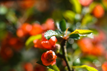 Spring flowering of apple and pear trees in the garden. Gardening and farm trees. white and pink flowers Stock background, photo