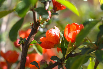 Spring flowering of apple and pear trees in the garden. Gardening and farm trees. white and pink flowers Stock background, photo