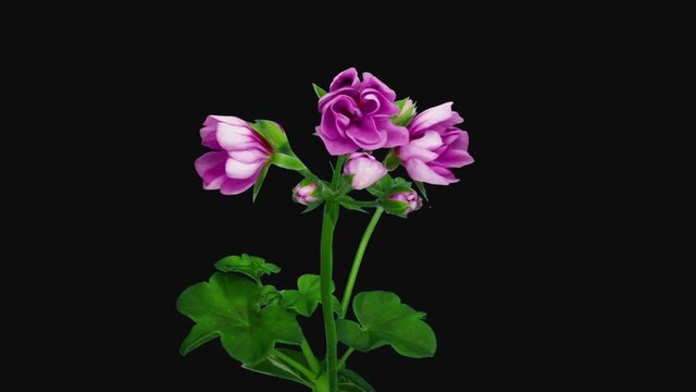 Time-lapse of opening pink Pelargonium flower 3c3 in RGB + ALPHA matte format isolated on black background