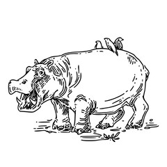 Hippo with open mouth and birds sitting on the back. Sketch. Engraving style. Vector illustration.