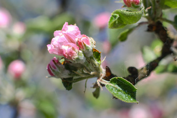 Spring flowering of apple and pear trees in the garden. Gardening and farm trees. white and pink flowers Stock background, photo