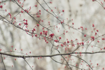 pink flowers on a maple tree branch