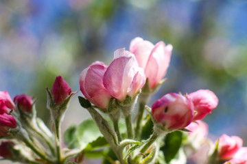 Spring flowering of apple and pear trees in the garden. Gardening and farm trees. white and pink flowers Stock background, photo