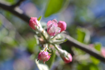 Spring flowering of apple and pear trees in the garden. Gardening and farm trees. white and pink flowers Stock background, photo