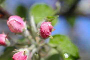 Spring flowering of apple and pear trees in the garden. Gardening and farm trees. white and pink flowers Stock background, photo