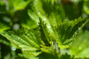 Beautiful April sprout of a tree. Green leaf in the spring. Nature background for design