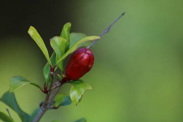 Baby Pomegranate 