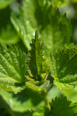 Beautiful April sprout of a tree. Green leaf in the spring. Nature background for design