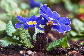 Flowers in spring
