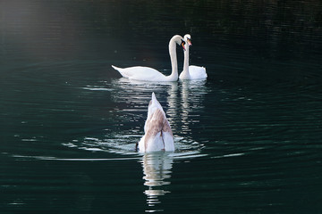 White swans in the pond