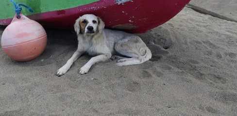 White dog lying in the sand next to a red and green boat, looking at the camera