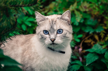 Naklejka na ściany i meble domestic gray cat with bright blue eyes