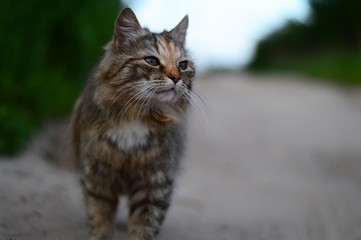 Obraz premium Puszysty kot uliczny o przebiegłym wyglądzie