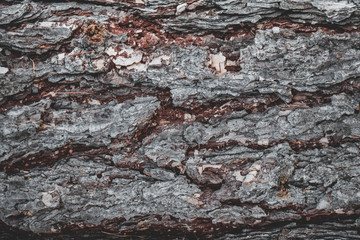 texture of bark of a tree